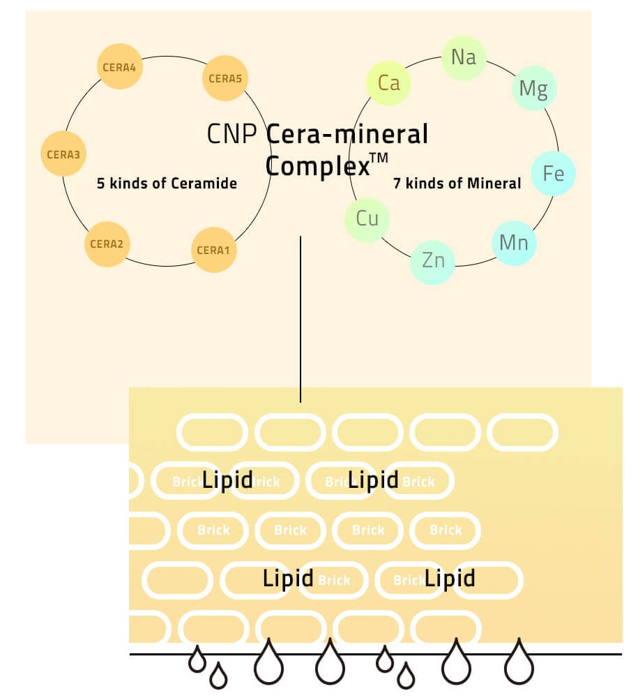 CNP Cera Mineral Korea Beauty For You