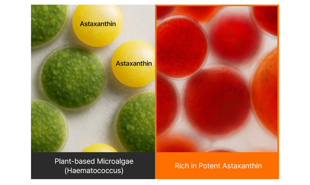 SUNGBOON EDITOR Active Marine Astaxanthin Capsule Cream 50g Korea Beauty For You Dark Spot Remover, SBEDT Active Marine Astaxanthin Capsule Cream 50g