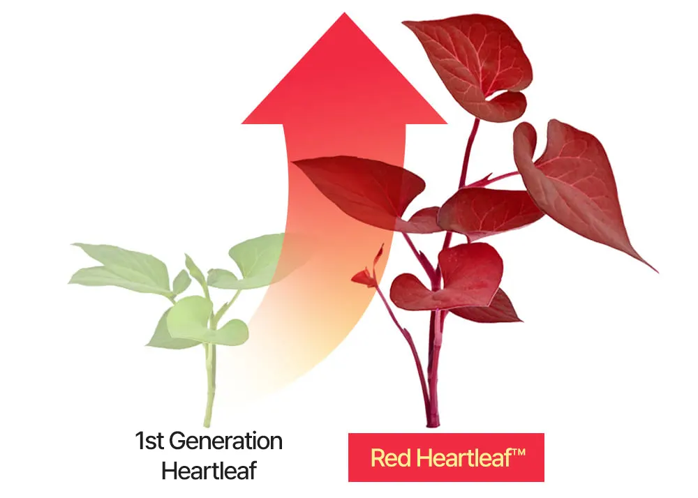 The best acne serum, SBEDT Red Heartleaf BHA-Lino Relief Ampoule