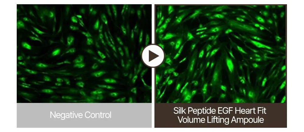 Peptide Serum, SBEDT Silk Peptide EGF Heart Fit Volume Lifting Ampoule